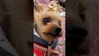 桜の中のヨーキーらん/Yorkie in the cherry blossoms SAKURA
