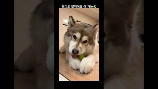 오이도 사각사각 먹기   코뭉    #코뭉 #cutedog #빱