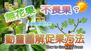 How to get fig fruits | two potted fig trees contrast experiment