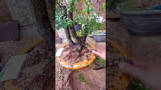 (10/3/2023) clip 225 bonsai hải châu ️️️️️ 0987180737