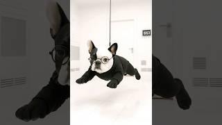 French Bulldog Spy Breaks Into High-Tech Vault Mission ImPAWssible: Dash’s Epic Spy Adventure