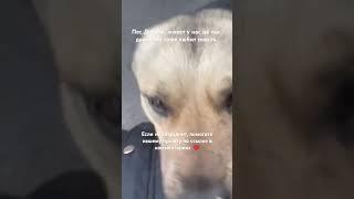 Добряк из приюта #ПриютДляСобак #СпасениеЖивотных #ДобрыеРуки #СобакиИщутДом #ПомощьЖивотным