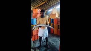 Vanjaram Fish | Vanjaram Meen | Sheela Fish | Ungal Meenavan Mookaiyur | #Ungalmeenavanmookaiyur