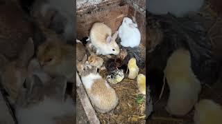 Can't believe! Chicks and Rabbits Born together