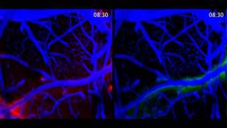 Brain Opens Up The Pipes During Sleep