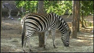 Zebra - Chapmans Zebra (Equus)