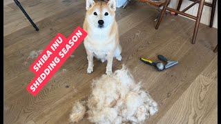 My Cute Shiba Inu Can’t Possibly Shed This Much!