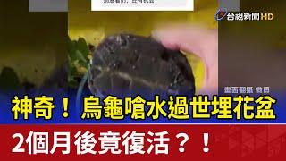 神奇！ 烏龜嗆水過世埋花盆 2個月後竟復活？！