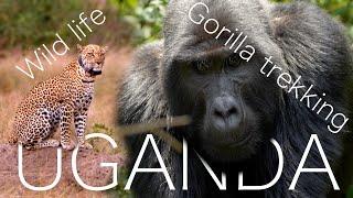 Uganda - Gorilla & Chimp trekking, Locals and Wildlife