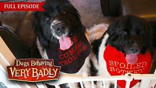 Dogs Behaving Very Badly: Series 4 - Episode 1 | Full Episode