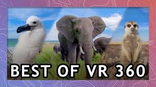 Best of Wild Animals in VR 2021 | Wildlife in 360 VR