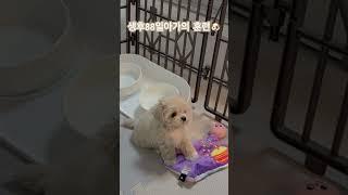 #말티푸 #강아지 #cute #토리의하루 #반려견 #강아지훈련