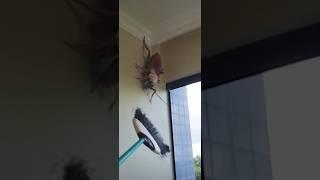 BIGGEST COCKROACH EVER #youtubeshorts