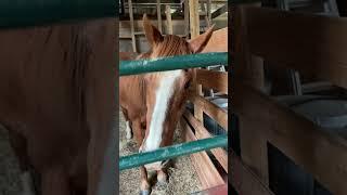 Horse Boarder Looking For Attention