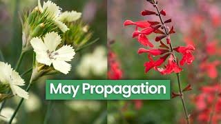 What Can You Propagate Right Now in Late Spring/Early Summer?