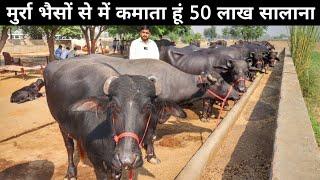 टॉप मुर्रा नस्ल की भैसों का डेरी फार्म | Buffalo Farm | Buffalo Farming In India | Dairy Farming