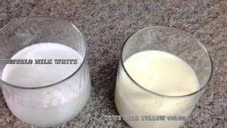 Comparing Water Buffalo Milk to Raw Cows Milk