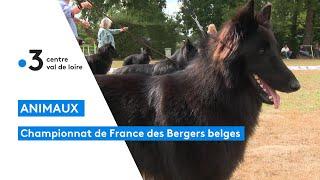 Chiens : championnat de France du berger belge