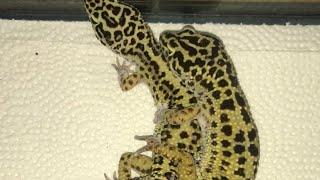 Leopard Geckos Breeding (BeastBoy Vs Pepper)