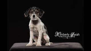 Tired Puppy in the studio with Kimberly Sarah Photography