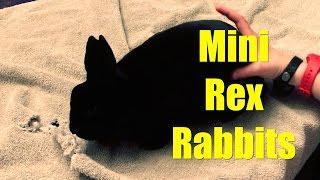 Mini Rex Rabbits