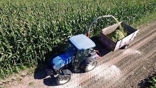 Corn Silage | Making Small Corn Silage Heap | Corn Harvest on a Small Dairy Farm