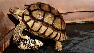 炎炎夏日 公園 放龜 寵物龜 Geochelone Sulcata