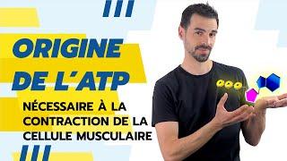 COURS DE TERMINALE SPÉCIALITÉ SVT CHAP.17: ATP et CONTRACTION MUSCULAIRE