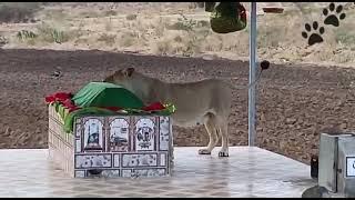 Dargah Sharif Me Lion  || Lion At Dargah #girforest #girjungle #lion