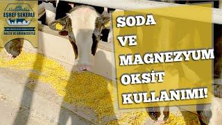 Besi Hayvanlarında Soda ve Magnezyum Oksit Kullanımı! #Besi #MagnezyumOksit