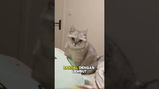 Kyak mijet apa tuhh #cat #duniakucinglucu #catlover