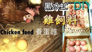 (自製) 黑水虻雞飼料(疾病防治) (Homemade) black soldier flies chicken feed (disease prevention and control)