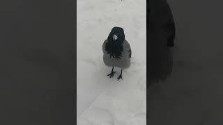 Ворона Пытливый Глаз и его семья / Hooded crow Prying Eye and his family