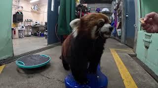 Red Panda Moshu Takes A Field Trip