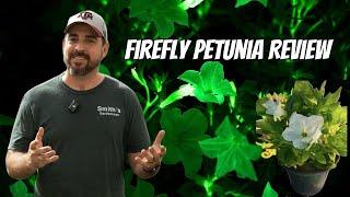 Firefly Petunia Review