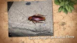 First Bug | Insect | Service is FREE | Folsom CA | 916.987.9559