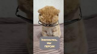 Маг Персик #эзотерика #таро #вселенная#таролог#кот #котики #смешныевидео#смешныекоты #приколы#кошки