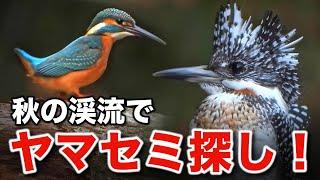 野鳥の最高峰！秋のヤマセミと出会う感動の記録～