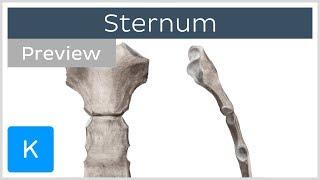 Sternum: location, definition, landmarks (preview) - Human Anatomy | Kenhub