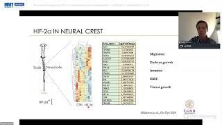 The role of oxygen and HIFs in normal and tumor development - A lecture by Sofie Mohlin at LU