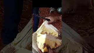 palapazham cuttting