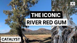 The cultural significance of the river red gum | Australia's Favourite Tree