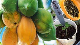 Growing Papaya Seeds from Store Bought Fruit, How To Grow TONS in the Ground & My Compost Containers