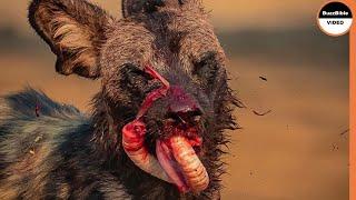 Wild Dogs Tears Apart Their Preys mercilessly