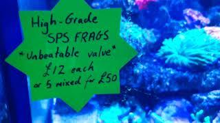 High Grade SPS Coral Frags at The Aquatic Design Centre