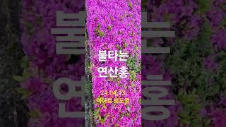 24.04.13.불타는 연산홍-김해장유 아파트에서