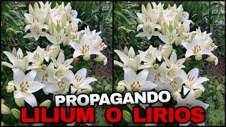 PROPAGANDO MUCHAS PLANTAS De LILIUM o AZUCENAS DESPUÉS DE LA FLORACIÓN