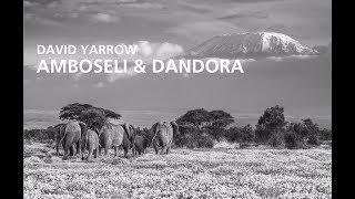 Nikon Ambassador David Yarrow's Special Project: 'Amboseli & Dandora'