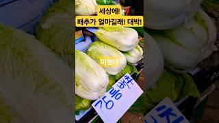 세상에 배추가! 대박 얼마길래! 미쳤다! #폭락 #food #시장 #물가 #배추 #김치