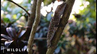 Wildlife Films Vietnam filmmaker, director & cameraman Peter Scheid